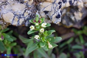 Odontites corsicus (Perlina sardo-corsa)