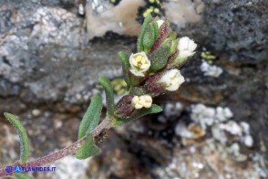 Odontites corsicus (Perlina sardo-corsa)