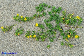 Ononis variegata (Ononide screziata)