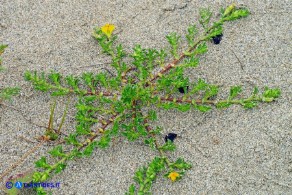 Ononis variegata (Ononide screziata)