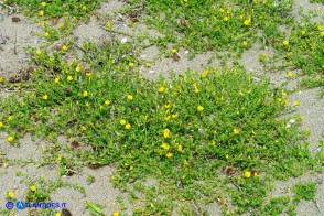 Ononis variegata (Ononide screziata)