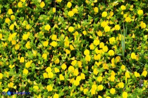 Ononis variegata (Ononide screziata)