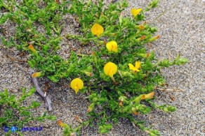 Ononis variegata (Ononide screziata)