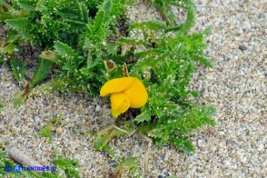 Ononis variegata (Ononide screziata)