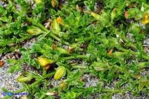 Ononis variegata (Ononide screziata)