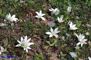 Ornithogalum corsicum (Latte di gallina sardo-corso)