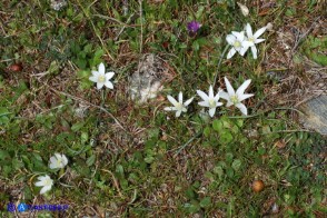 Ornithogalum corsicum (Latte di gallina sardo-corso)