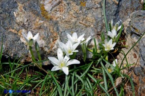 Ornithogalum corsicum (Latte di gallina sardo-corso)