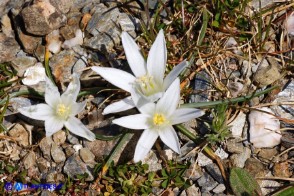 Ornithogalum corsicum (Latte di gallina sardo-corso)