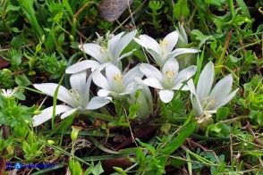 Ornithogalum corsicum (Latte di gallina sardo-corso)