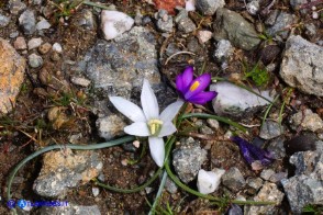 Ornithogalum corsicum (Latte di gallina sardo-corso) con Romulea requienii