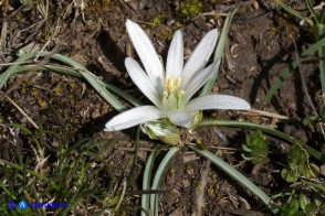 Ornithogalum corsicum (Latte di gallina sardo-corso) a otto tepali