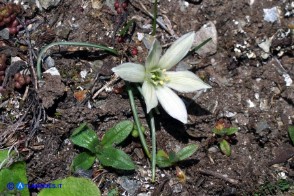 Ornithogalum corsicum (Latte di gallina sardo-corso) di colore verdognolo