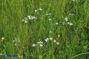 Ornithogalum umbellatum (Stella di Betlemme, Latte di gallina comune)