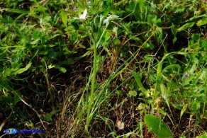 Ornithogalum umbellatum (Stella di Betlemme, Latte di gallina comune)