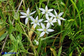 Ornithogalum umbellatum (Stella di Betlemme, Latte di gallina comune)