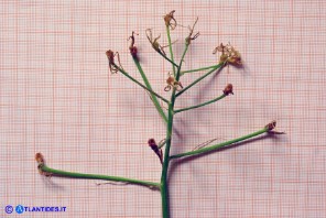Ornithogalum umbellatum (Stella di Betlemme, Latte di gallina comune)