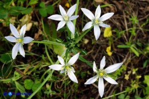 Ornithogalum umbellatum (Stella di Betlemme, Latte di gallina comune)