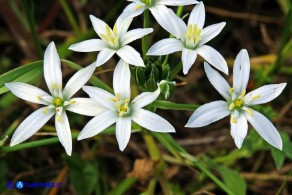 Ornithogalum umbellatum (Stella di Betlemme, Latte di gallina comune)