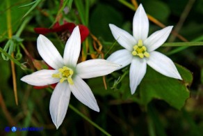 Ornithogalum umbellatum (Stella di Betlemme, Latte di gallina comune)