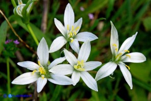 Ornithogalum umbellatum (Stella di Betlemme, Latte di gallina comune)