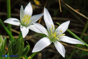 Ornithogalum umbellatum (Stella di Betlemme, Latte di gallina comune)