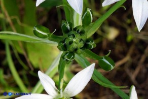 Ornithogalum umbellatum (Stella di Betlemme, Latte di gallina comune)