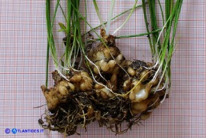 Ornithogalum umbellatum (Stella di Betlemme, Latte di gallina comune)