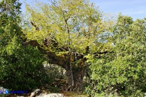 Ostrya carpinifolia (Carpino nero): esemplare vetusto; diametro del tronco: un metro