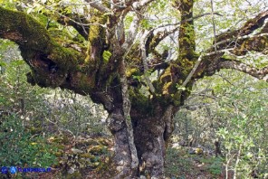 Ostrya carpinifolia (Carpino nero); diametro del tronco: un metro