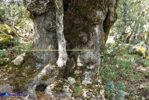 Ostrya carpinifolia (Carpino nero): esemplare vetusto; diametro del tronco: un metro