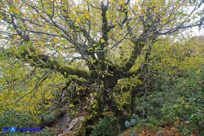 Ostrya carpinifolia (Carpino nero)