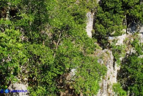 Ostrya carpinifolia (Carpino nero)