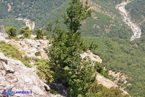 Ostrya carpinifolia (Carpino nero)