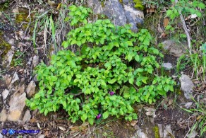 Ostrya carpinifolia (Carpino nero): esemplare cespuglioso