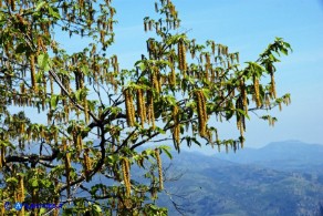 Ostrya carpinifolia (Carpino nero): amenti maschili