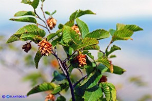 Ostrya carpinifolia (Carpino nero): amenti femminili brevi