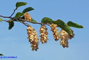Ostrya carpinifolia (Carpino nero): amenti femminili lunghi