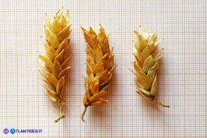 Ostrya carpinifolia (Carpino nero): amenti femminili alla maturità