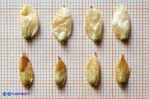Ostrya carpinifolia (Carpino nero): le sacche contenenti gli acheni