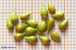 Ostrya carpinifolia (Carpino nero): gli acheni