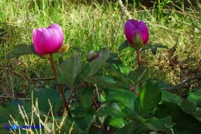 Paeonia morisii (Peonia sardo-corsa)