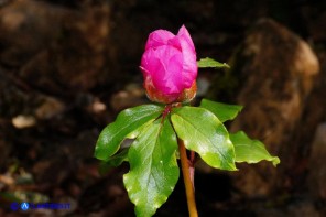 Paeonia morisii (Peonia sardo-corsa)