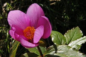 Paeonia morisii (Peonia sardo-corsa)