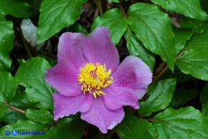 Paeonia morisii (Peonia sardo-corsa)