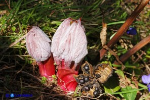 Paeonia morisii (Peonia sardo-corsa)