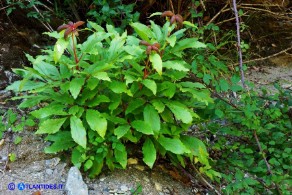 Paeonia morisii (Peonia sardo-corsa)