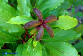 Paeonia morisii (Peonia sardo-corsa)