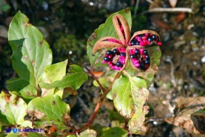 Paeonia morisii (Peonia sardo-corsa)