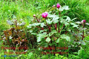 Paeonia morisii (Peonia sardo-corsa): piante a foglie lucide (sn) e a foglie tomentose (dx)